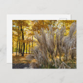 Miscanthus Maiden Grass Silver Plumes in de Herfst Briefkaart (Voorkant / Achterkant)