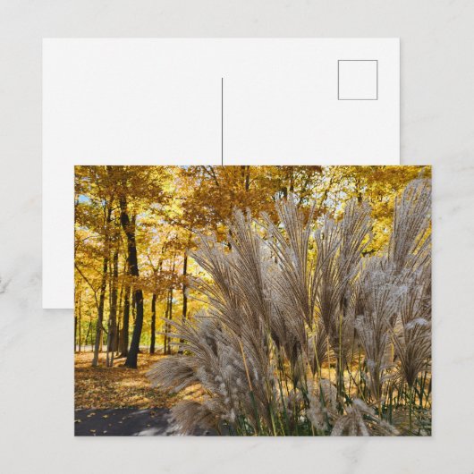 Miscanthus Maiden Grass Silver Plumes in de Herfst Briefkaart (Voorkant / Achterkant)