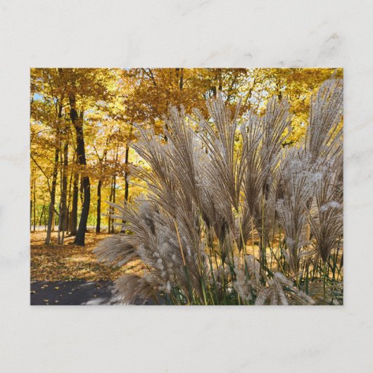 Miscanthus Maiden Grass Silver Plumes in de Herfst Briefkaart (Voorkant)
