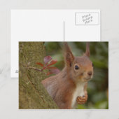Mischevous Red Squirrel Briefkaart (Voorkant / Achterkant)