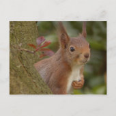 Mischevous Red Squirrel Briefkaart (Voorkant)