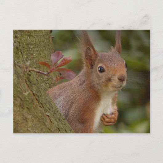 Mischevous Red Squirrel Briefkaart (Voorkant)