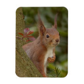 Mischevous Red Squirrel Magneet (Verticaal)