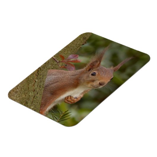 Mischevous Red Squirrel Magneet (Linkerzijde)
