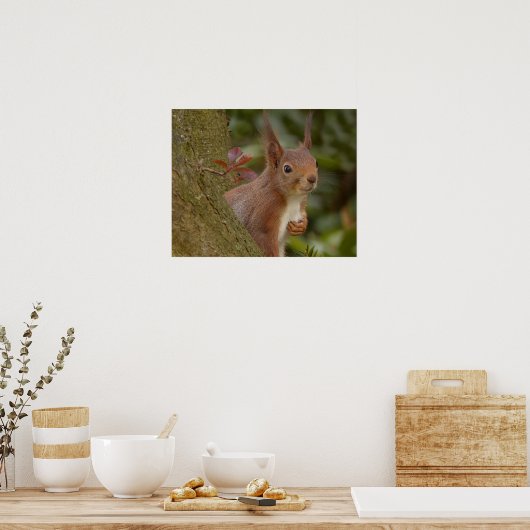 Mischevous Red Squirrel Poster (Keuken)