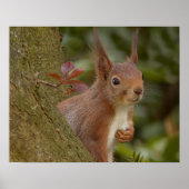 Mischevous Red Squirrel Poster (Voorkant)
