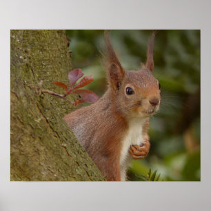 Mischevous Red Squirrel Poster
