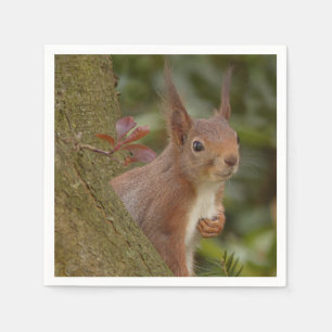 Mischevous Red Squirrel Servet