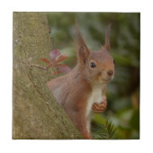 Mischevous Red Squirrel Tegeltje (Voorkant)