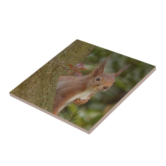 Mischevous Red Squirrel Tegeltje (Zijkant)