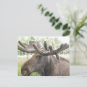 Mischiearian Moose Briefkaart (Staand voorkant)