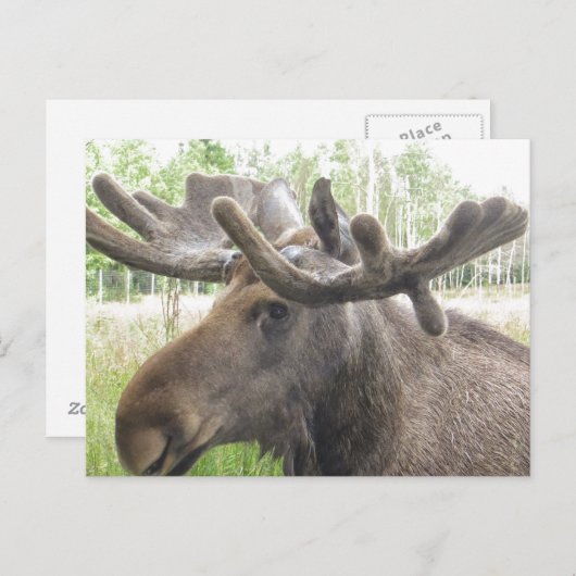 Mischiearian Moose Briefkaart (Voorkant / Achterkant)