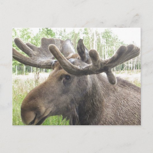 Mischiearian Moose Briefkaart (Voorkant)