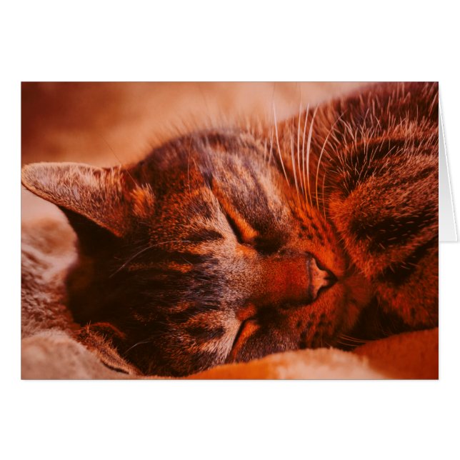 Mischief Free (Voorkant Horizontaal)