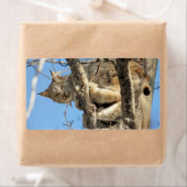 Mischievous Lynx Etiket (Insitu)