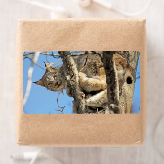 Mischievous Lynx Etiket (Insitu)