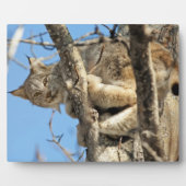 Mischievous Lynx Fotoplaat (Voorkant)