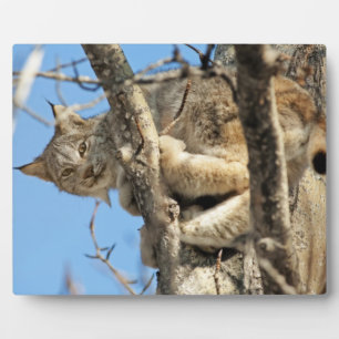 Mischievous Lynx Fotoplaat