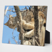 Mischievous Lynx Fotoplaat (Zijkant)