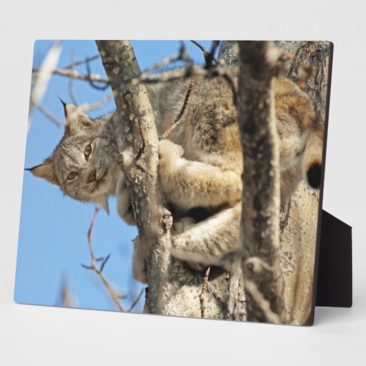 Mischievous Lynx Fotoplaat (Zijkant)