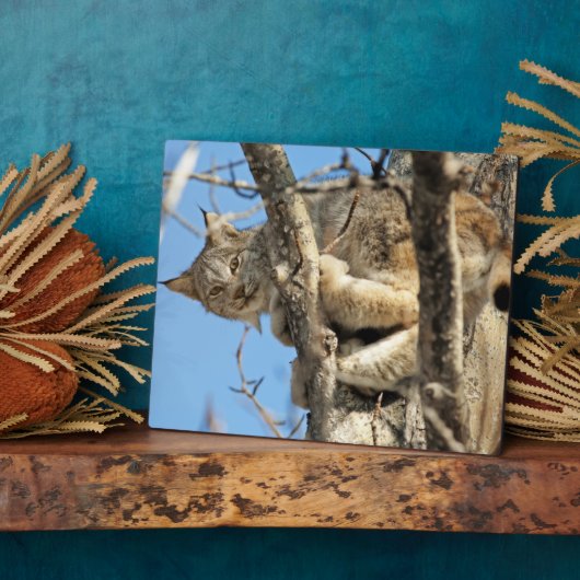 Mischievous Lynx Fotoplaat (Zijkant)