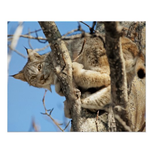 Mischievous Lynx Poster (Voorkant)