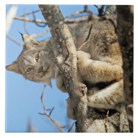 Mischievous Lynx Tegeltje (Voorkant)