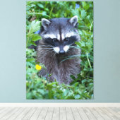 Mischievous Raccoon Canvas Afdruk (Insitu (Houten vloer))