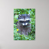 Mischievous Raccoon Canvas Afdruk (Voorkant)