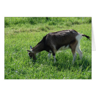 Misha de Goat