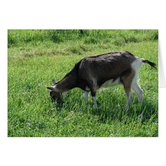 Misha de Goat (Voorkant Horizontaal)