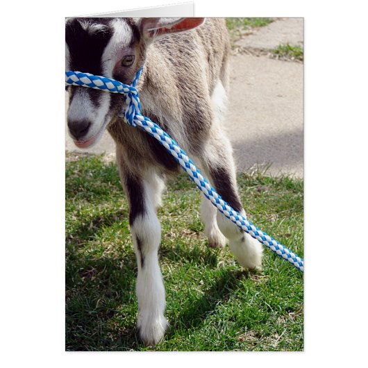 Misha de Goat (Voorkant)