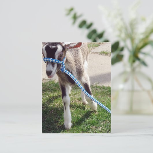 Misha de Goat Briefkaart (Staand voorkant)