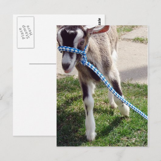Misha de Goat Briefkaart (Voorkant / Achterkant)
