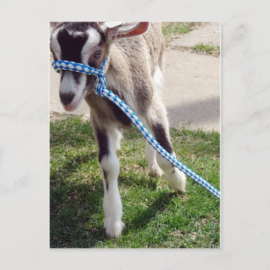 Misha de Goat Briefkaart (Voorkant)