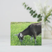Misha de Goat Briefkaart (Staand voorkant)