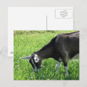 Misha de Goat Briefkaart (Voorkant / Achterkant)