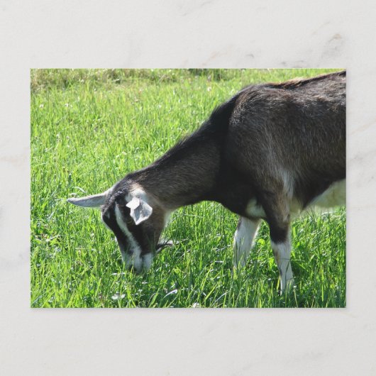 Misha de Goat Briefkaart (Voorkant)