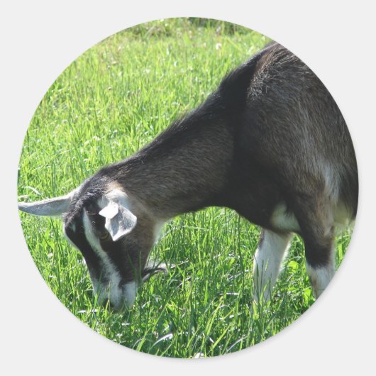 Misha de Goat Ronde Sticker (Voorkant)