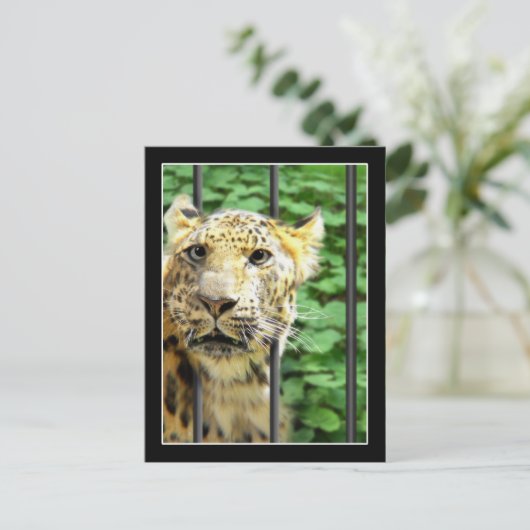 Mishap bij de dierentuin briefkaart (Staand voorkant)