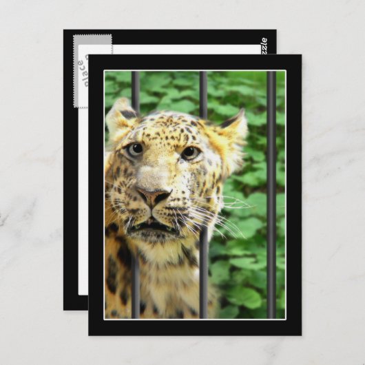 Mishap bij de dierentuin briefkaart (Voorkant / Achterkant)