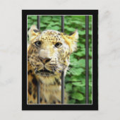 Mishap bij de dierentuin briefkaart (Voorkant)