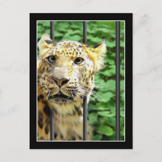 Mishap bij de dierentuin briefkaart (Voorkant)