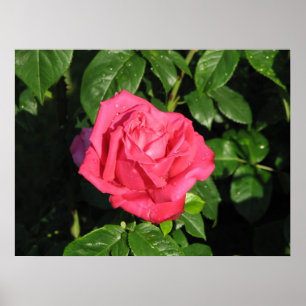 Miss All-American Beauty Hybrid Tea Roos 097 Poster