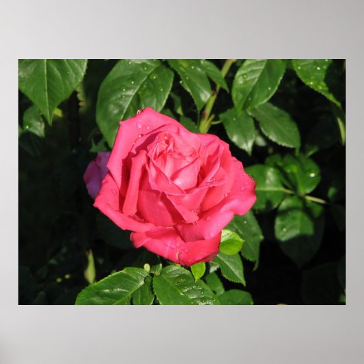 Miss All-American Beauty Hybrid Tea Roos 097 Poster (Voorkant)