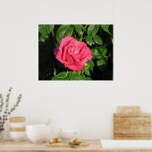 Miss All-American Beauty Hybrid Tea Roos 097 Poster (Keuken)