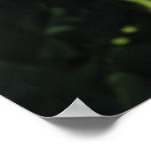 Miss All-American Beauty Hybrid Tea Roos 097 Poster (Hoek)