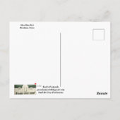 Miss Blue Bell Postcard Briefkaart (Achterkant)