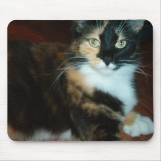 Miss Calico-Kat, muismatje Muismat