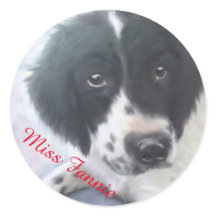 Miss Fannie - Engelse Springer Spaniel Sticker